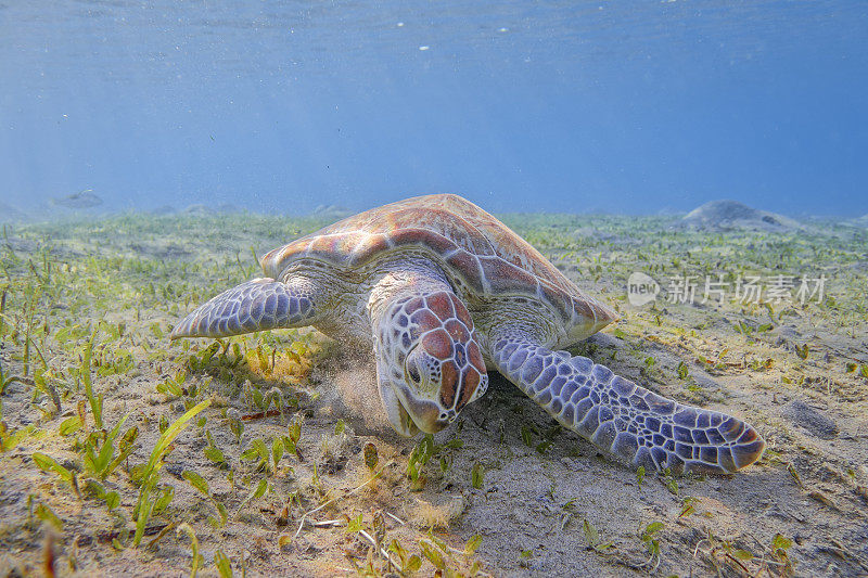 在红海的海草床上吃草的绿海龟/马萨阿拉姆